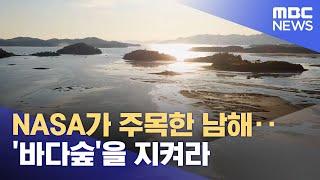 NASA가 주목한 남해‥'바다숲'을 지켜라 (2022.09.13/뉴스투데이/MBC)