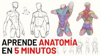 Cómo DIBUJAR ANATOMÍA Básica (La única que necesitas para dibujar)