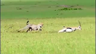 Antelope Sneaked On By A Cheetah Hunting