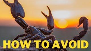 Types of Scorpions | Prompt Medical Treatment | Venom Toxicity