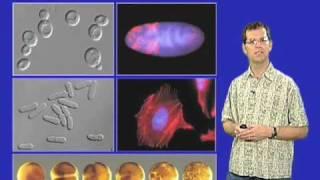 David O. Morgan (UCSF) Part 1: Controlling the Cell Cycle: Introduction