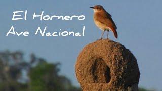 El Hornero y otras aves Argentinas