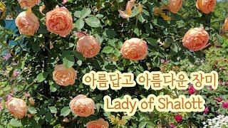 Lady of Shalott l 레이디 오브 샬롯 ㅣ영국장미ㅣ주황색장미ㅣ 아름다운 장미ㅣ향기로운 장미