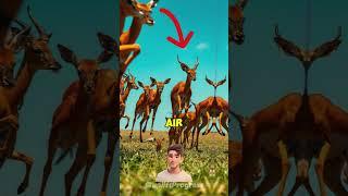 Wild Dogs vs  Jumping Impala Army  Nature's Most Spectacular Escape