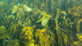 Freediving and snorkeling at Staxigoe Harbour.