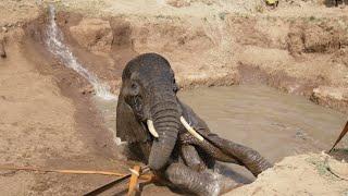 Four Hour Elephant Extraction Mission | Sheldrick Trust