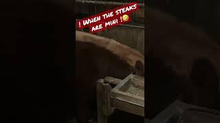 When the steaks are mini #shorts #cows #viral