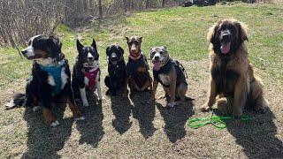 Big Dogs Eat Treats on Puppy Bus