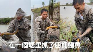 在一個塘裏抓了四桶鱔魚，老板臉都笑開花了！（下集）#捕魚 #viralvideo