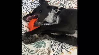 Blue blue with the doggy space hopper