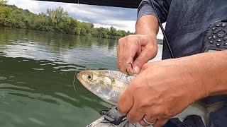 Intence STRIPER FISHING Method, Hands on