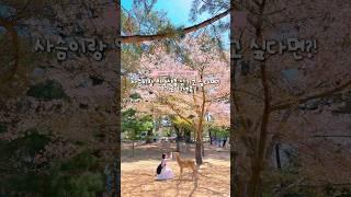 길거리에 사슴들이 돌아다니는 동네라니오사카 근교 여행지로 무조건 추천 #나라공원 #일본여행 #narapark #japantravel