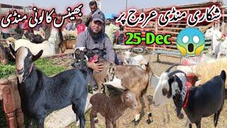 bhains colony Bakra mandi latest update| 25-Dec-2024| goat farm visit gulabi kamori teddy pateri,