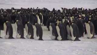 Ein Besuch an der Kaiserpinguin-Kolonie in der Atkabucht, Antarktis