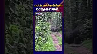 wild elephant || ಕಾಡಾನೆ ಹಾವಳಿಗೆ ಅನ್ನದಾತ ಕಂಗಾಲು.! || AshwaveegaNews24x7