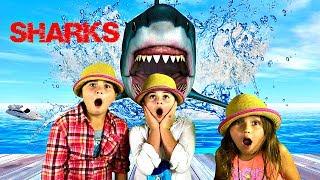 When SHARKS ATTACK! The Great White Shark - All About Sharks for Kids