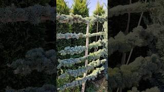 #blue Atlas cedar espalier #espalier #topiary #landscape  #peyzajdüzenlemesi #peyzajtasarımı