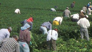 How Farmers Harvest Thousands Of Tons Of Agricultural Products In 2023 - American Farming