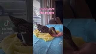 Pet duck Oscar