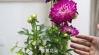 园艺师教你，大丽花怎么养，这可能是关于大丽花，最全面的教程了