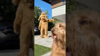 Dance off with my dog! #dogdad #goldendoodle #dogsofyoutube