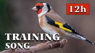 Goldfinch The Best Singing - 12h Training Song