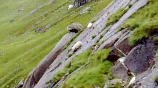 Sheep falling