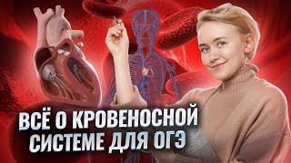 Всё о кровеносной системе для ОГЭ по биологии | Умскул