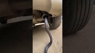 SNAKE CRAWLING INTO THE CAR EXHAUST