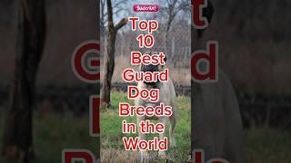 Top 10 Best Guard Dog Breeds in the world #dogs #shorts #viral