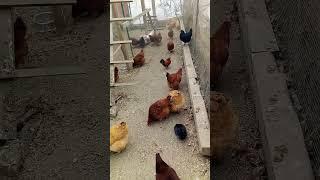  Hungry Chickens Rush for Big Scoops of Feed! 