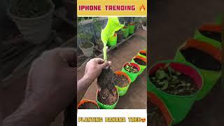 Banana tree planting | iPhone Trends|madithottam|gardening #madithottam #gardening #iphonetricks