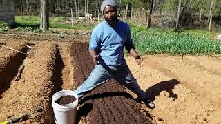 How to Plant Carrots to get a good harvest