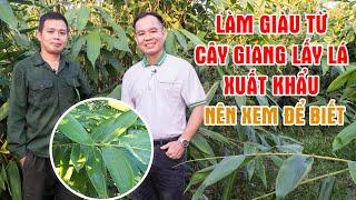 Thu Nhập Tiền Tỉ Mỗi Năm Từ Cây Lá Giang - Hướng Đi Mới Cho Lâm Nghiệp Bền Vững || LamNongTV