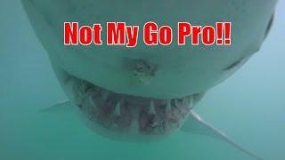 White Shark Tried to Attack my Go Pro! Amazing HD video