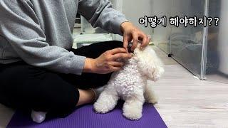 강아지 살리는 응급처치! 꼭 기억하세요!