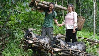 What a surprise when the goat helped my wife carry firewood home, farm life, SURVIVAL ALONE