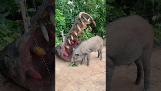 Giant Wild Boar Trap - The Power Pig Trap Make from Big Wood #animals #wildlife #shorts