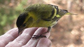 How to tame birds. Part 1 - Siskin and common redpoll on my hand