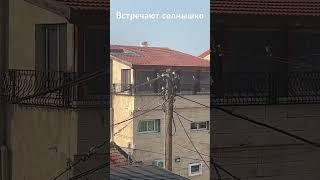 Попугайчики встречают теплые лучи солнца #sun #parrot #morning