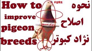 نحوه ایجاد و اصلاح علمی نژاد کبوتر بتوضیح استاد عزیز حمید ضیا از کانادا HOW TO IMPROVE PIGEON BREEDS