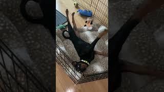 Molly’s Big Morning Stretch!  | Adorable Pinscher Puppy Moment