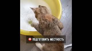 Как помыть кота и остаться в живых!