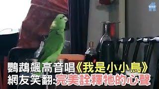 鸚鵡用生命飆唱《我是小小鳥》！網友聽了直接懷疑人生