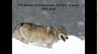 Wolves of Yellowstone: The First 15 Years 1995-2010. Doug Smith 8/2/2012