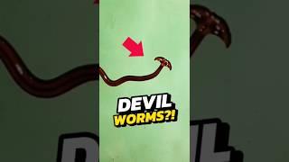 NEVER Eat These Worms  #viral