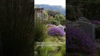 Pfeiffer Ridge by Ground Studio perches on a 5-acre ridge overlooking Big Sur. #landscapedesign