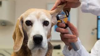 Life-long Pet Care | Alpharetta, GA - Animal Hospital of Nesbit Ferry Crossing