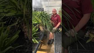 Horticulturist highlights an orchid in the collection.  #OrchidCollection #Horticulture #Garden