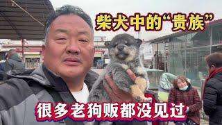 柴犬中的“贵族”，犬舍价位不低于一万，很多老狗贩市场都没见过